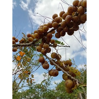 Quả MẮC KHAM (quả me rừng) khô/ già, to bằng ngón tay, gần chín, giòn, khi ăn thì chua chát, nuốt xong mới ngọt!