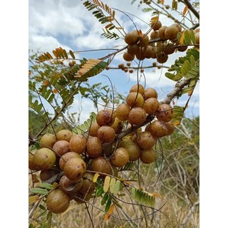 Quả MẮC KHAM (quả me rừng) khô/ già, to bằng ngón tay, gần chín, giòn, khi ăn thì chua chát, nuốt xong mới ngọt!