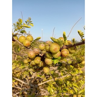 Quả MẮC KHAM (quả me rừng) khô/ già, to bằng ngón tay, gần chín, giòn, khi ăn thì chua chát, nuốt xong mới ngọt!