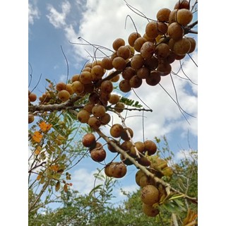 Quả MẮC KHAM (quả me rừng) khô/ già, to bằng ngón tay, gần chín, giòn, khi ăn thì chua chát, nuốt xong mới ngọt!