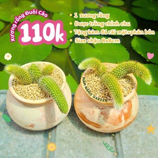 Xương Rồng Đuôi Cáo Bụi Mini Size 7cm Hoa Đỏ - Cây Thuần Khỏe, Có Phân Loại Trồng Sẵn Bình Đất Nung - Mầm Nắng Garden