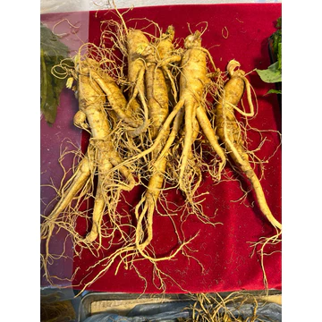 20 củ/1kg Sâm Hàn Quốc - Nhân Sâm Hàn Quốc ngâm mật ong, ngâm tửu, pha trà uống bồi bổ sức khỏe
