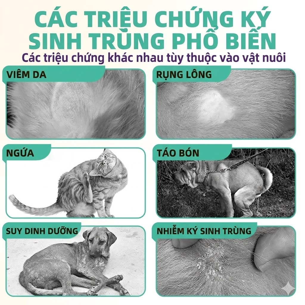 Hegen Pet Dung Dịch Nhỏ Gáy Bảo Vệ Cả Tháng Ngăn Ve Bọ Chét Hỗ Trợ Xua Rận Rận Tai Giảm Ngứa Cho Cún Mèo