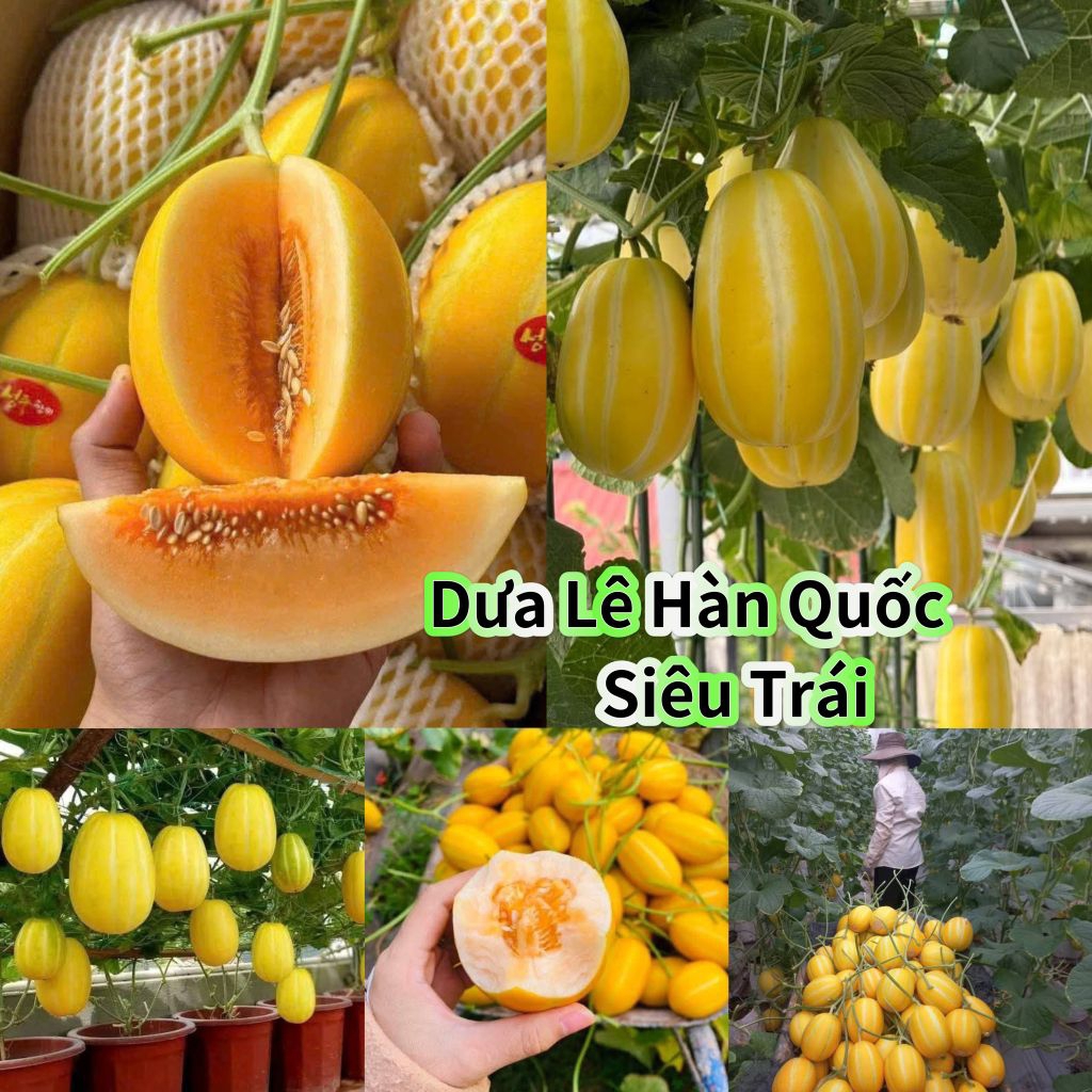 Hạt Giống Dưa Lê Hàn Quốc🍀 Hàng Xịn💥 Rất Dễ Trồng Năng Suất Cao