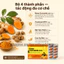 Viên uống dạ dày NGHÊ NANO CURCUMIN TEX bột tam thất, cao xạ đen, giảm viêm loét dạ dày tá tràng, đầy hơi - 30v