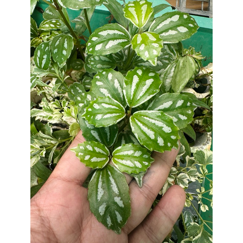 chậu dưa hấu mini setup bán cạn,terrarium