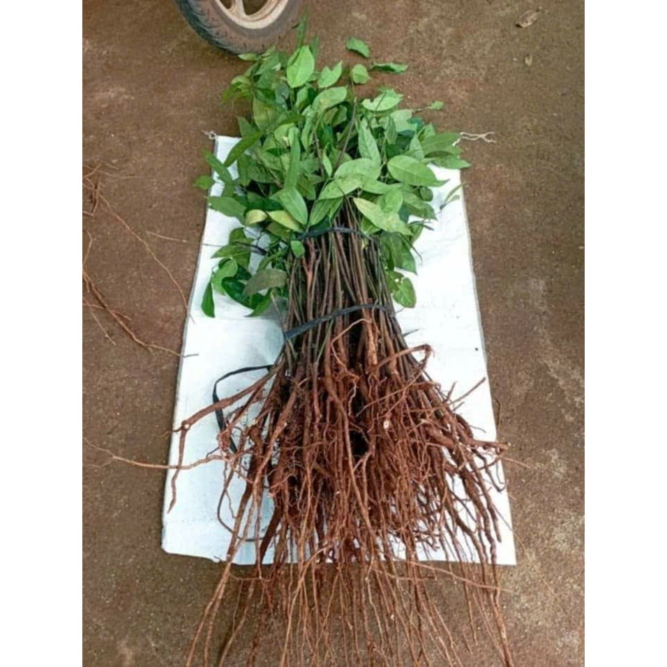 Combo 100 cây giống rau bép đặc sản núi rừng