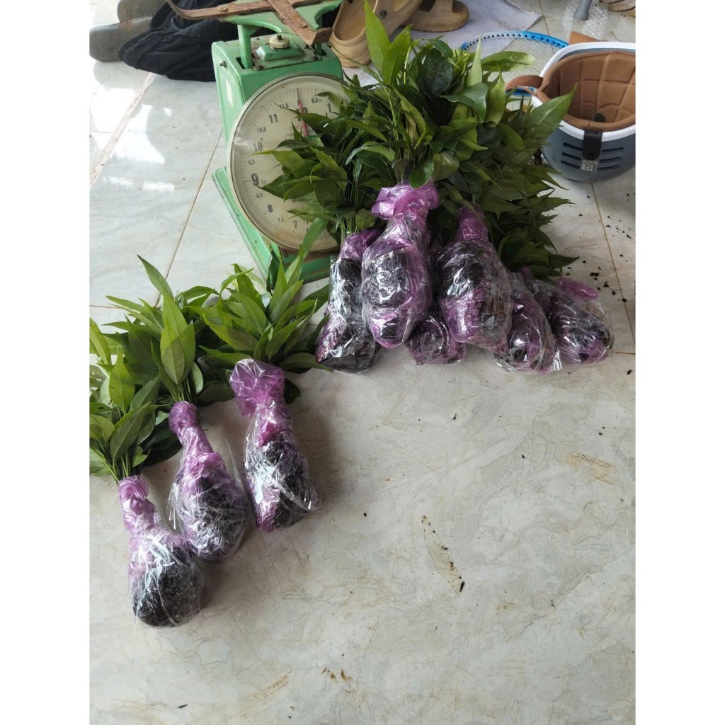 Combo 50 CÂY CON GIỐNG LÁ BÉP RỪNG GIEO TỪ HẠT