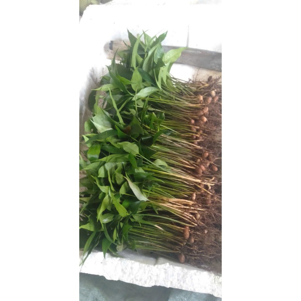 Combo 50 CÂY CON GIỐNG LÁ BÉP RỪNG GIEO TỪ HẠT