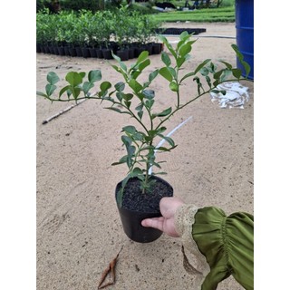 cây chúc đẹp , cây khỏe giá tốt . tặng kèm 1 cây nhỏ ( cây chanh thái)