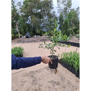 cây chúc đẹp , cây khỏe giá tốt . tặng kèm 1 cây nhỏ ( cây chanh thái)