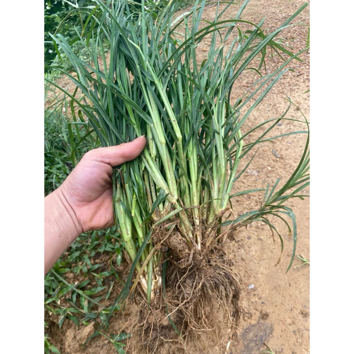 1kg cỏ mần trầu tươi (thanh tâm thảo) đun nước uống hạ sốt & thanh nhiệt, hỗ trợ huyết áp, lợi tiểu vv