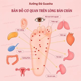 Bàn Lăn Chân Gỗ Massage Bấm Huyệt Lưu Thông Khí Huyết - Bàn Lăn Chân Thư Giãn Giúp Lưu Thông Mạch Máu Chống Tê Mỏi Chân