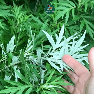 Hạt Giống Rau Ngải Cứu (Gói 500 Hạt) Dễ Trồng, Phát Triển Khỏe