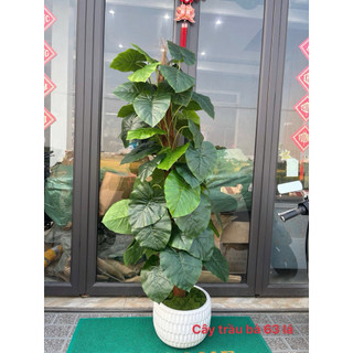 Cây Trầu Bà Nam Mỹ Giả 1m7 Lá PE Cao Cấp Thân Gỗ Phủ Rơm Decor Nhà Cửa Quán Cafe Văn Phòng Cây Không Chậu