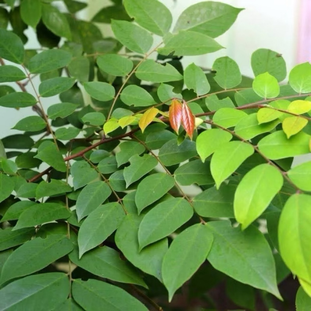 Lá Khế tươi túi  - Chỉ gửi Miền Bắc- Thế Giới Dược Liệu . 1 kg lá khế tươi, hái luôn cành lá cho tươi ( có đơn mới hái)