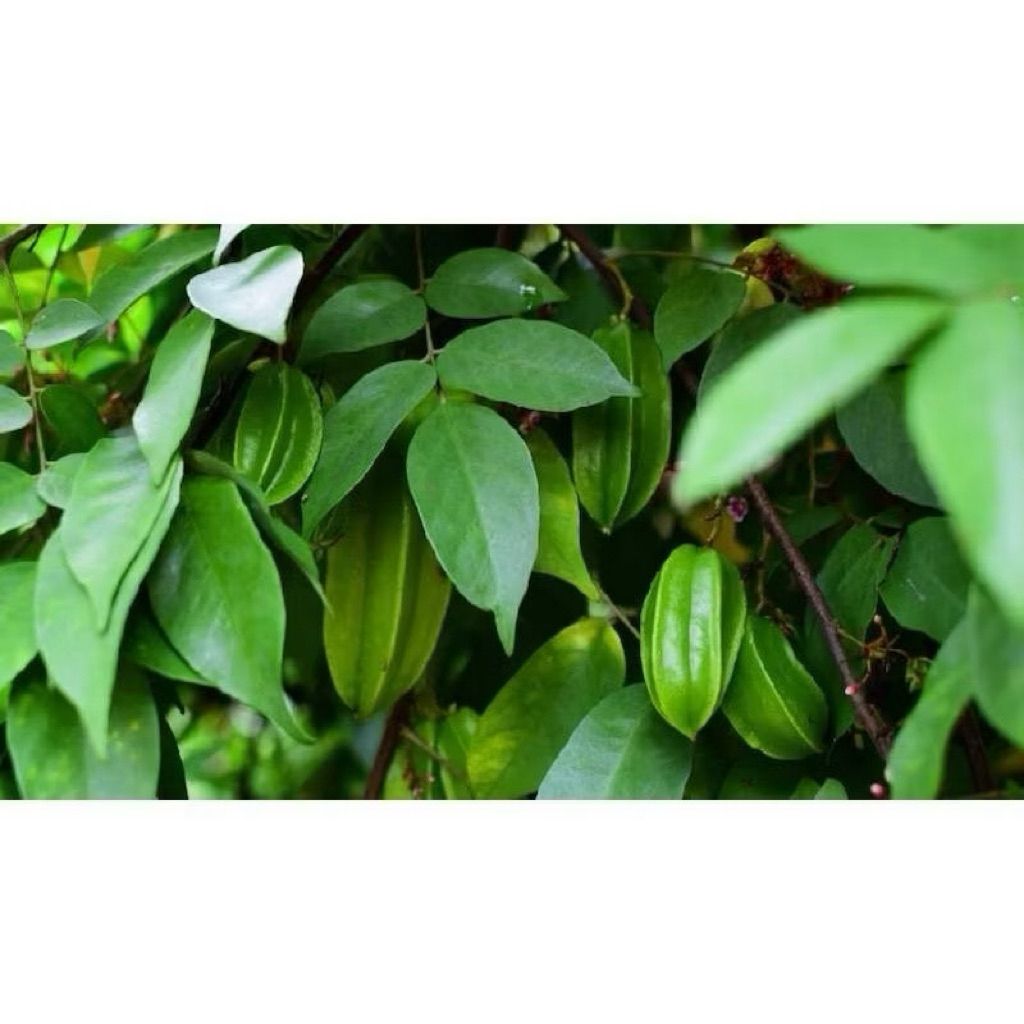 Lá Khế tươi túi  - Chỉ gửi Miền Bắc- Thế Giới Dược Liệu . 1 kg lá khế tươi, hái luôn cành lá cho tươi ( có đơn mới hái)
