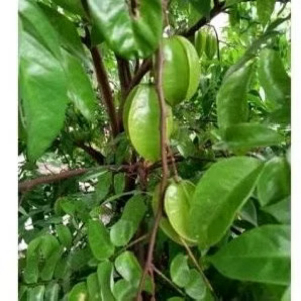 Lá Khế tươi túi  - Chỉ gửi Miền Bắc- Thế Giới Dược Liệu . 1 kg lá khế tươi, hái luôn cành lá cho tươi ( có đơn mới hái)