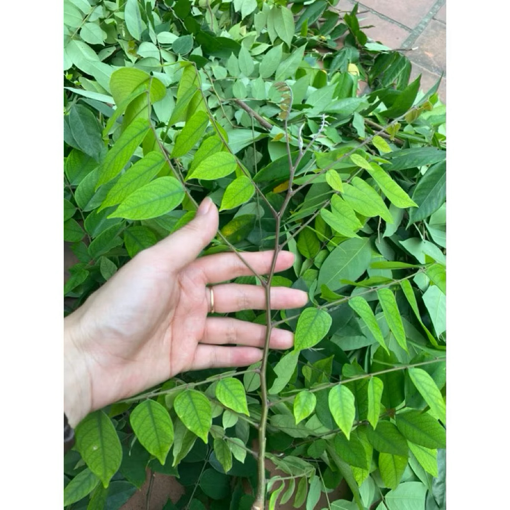 Lá Khế tươi túi  - Chỉ gửi Miền Bắc- Thế Giới Dược Liệu . 1 kg lá khế tươi, hái luôn cành lá cho tươi ( có đơn mới hái)