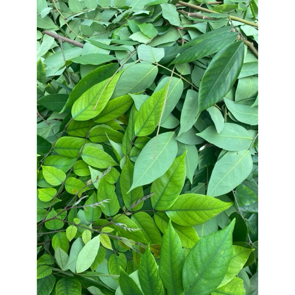 Lá Khế tươi túi  - Chỉ gửi Miền Bắc- Thế Giới Dược Liệu . 1 kg lá khế tươi, hái luôn cành lá cho tươi ( có đơn mới hái)