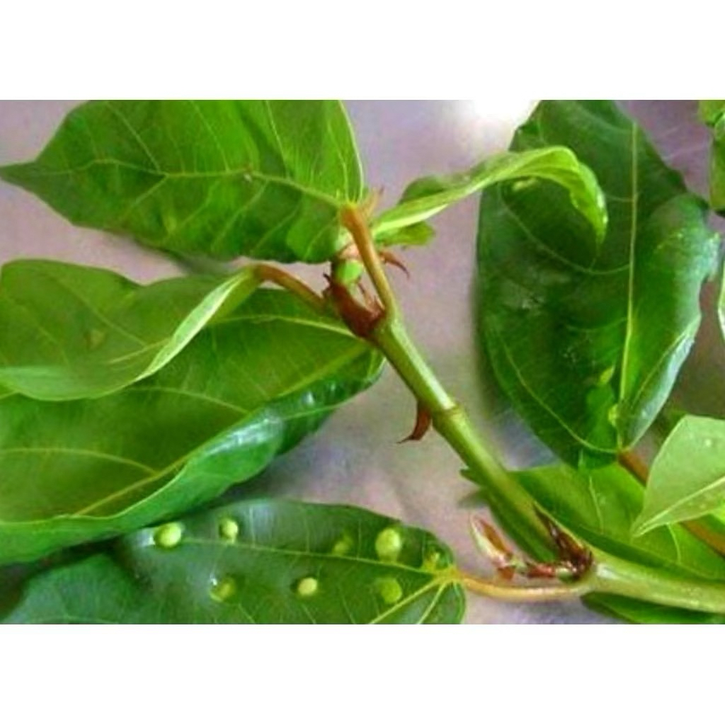 SHIP HOẢ TỐC Lá Sung tươi 1kg Làm dược liệu.Khách đặt mới hái.(Nếu Khách cần lá non thì ghi chú lại) cảm ơn đã ủng hộ