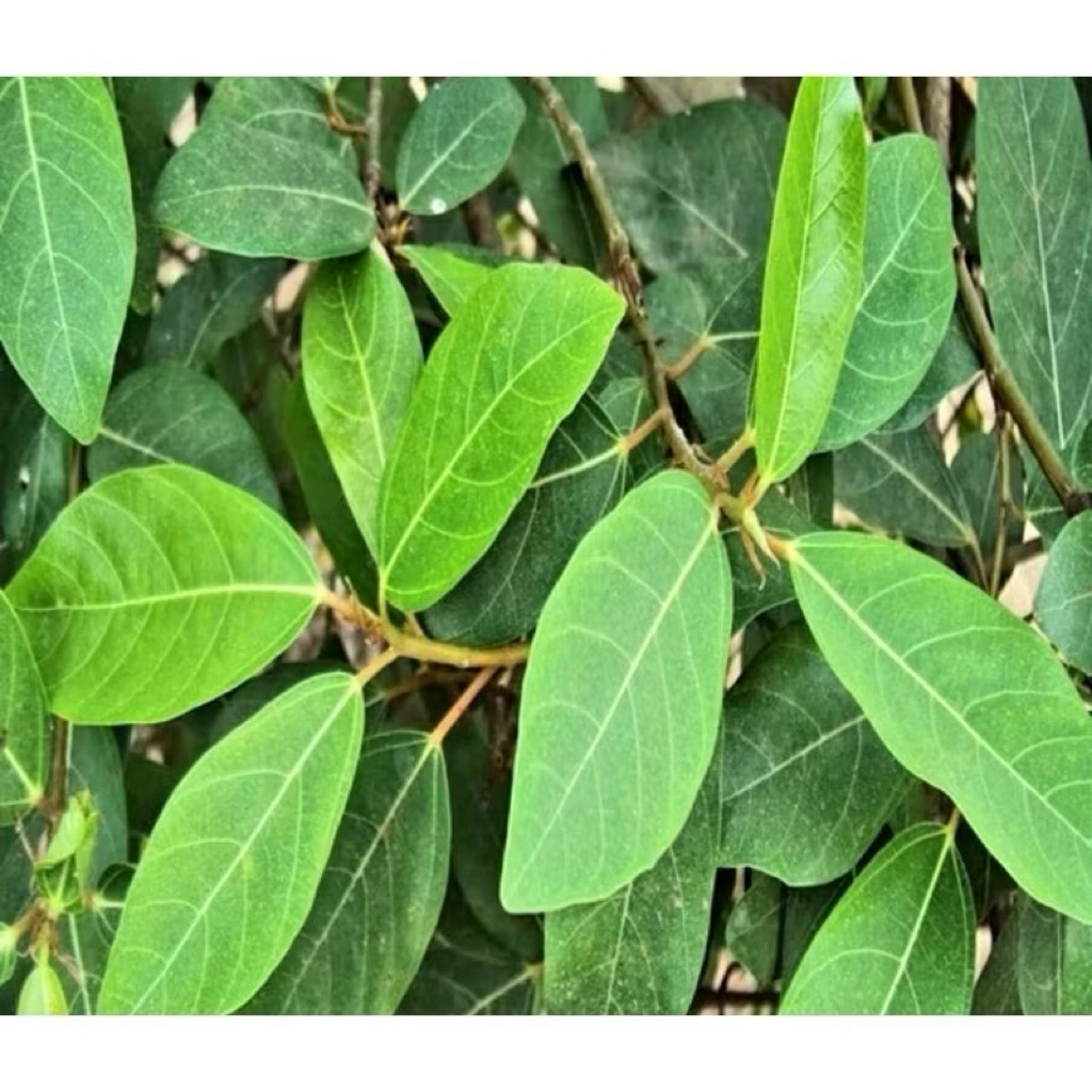 SHIP HOẢ TỐC Lá Sung tươi 1kg Làm dược liệu.Khách đặt mới hái.(Nếu Khách cần lá non thì ghi chú lại) cảm ơn đã ủng hộ