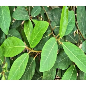 SHIP HOẢ TỐC Lá Sung tươi 1kg Làm dược liệu.Khách đặt mới hái.(Nếu Khách cần lá non thì ghi chú lại) cảm ơn đã ủng hộ