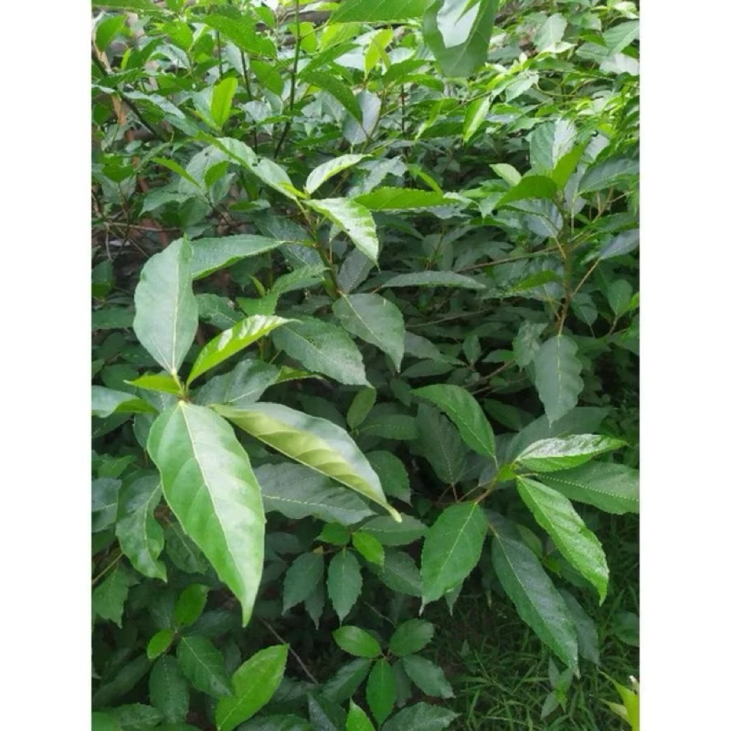 SHIP HOẢ TỐC Lá Sung tươi 1kg Làm dược liệu.Khách đặt mới hái.(Nếu Khách cần lá non thì ghi chú lại) cảm ơn đã ủng hộ