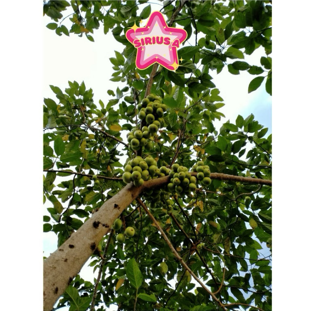 SHIP HOẢ TỐC Lá Sung tươi 1kg Làm dược liệu.Khách đặt mới hái.(Nếu Khách cần lá non thì ghi chú lại) cảm ơn đã ủng hộ