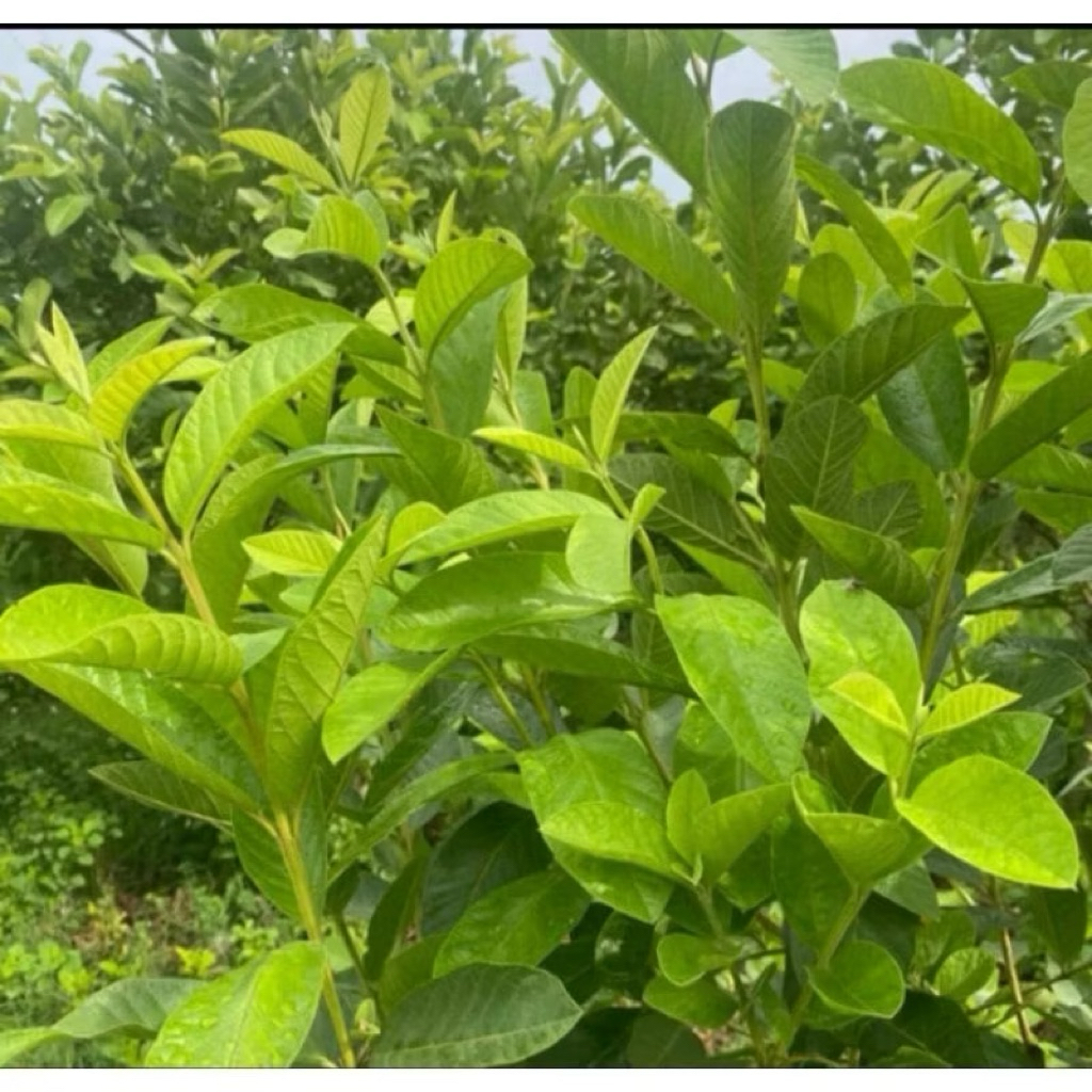 SHIP HOẢ TỐC nhận hàng ngay 1kg Lá Ổi Tươi– lá trên cây khách đặt mới hái! Rất tươi ngon.