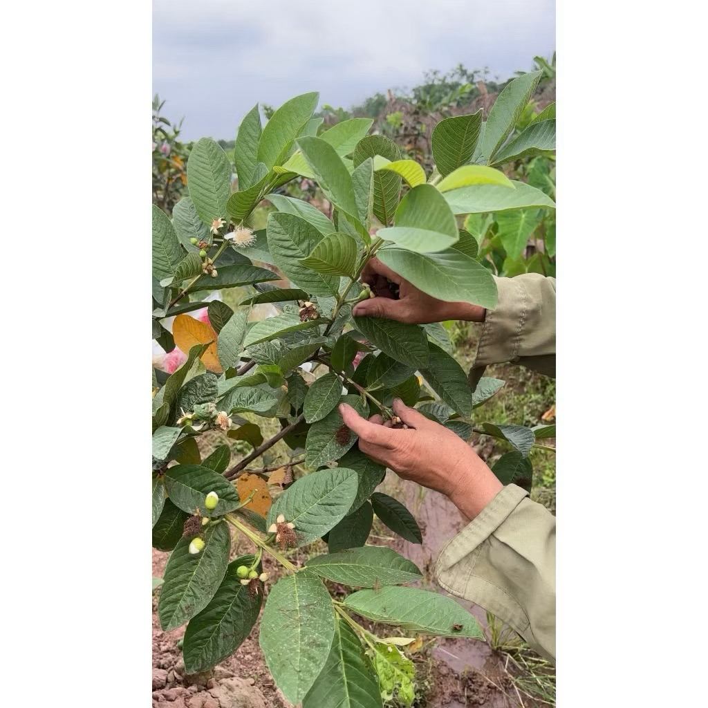 SHIP HOẢ TỐC nhận hàng ngay 1kg Lá Ổi Tươi– lá trên cây khách đặt mới hái! Rất tươi ngon.