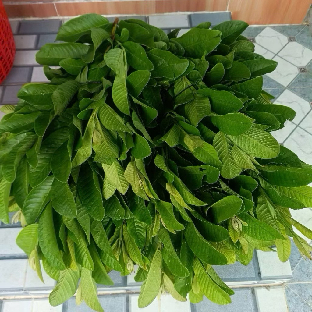 SHIP HOẢ TỐC nhận hàng ngay 1kg Lá Ổi Tươi– lá trên cây khách đặt mới hái! Rất tươi ngon.