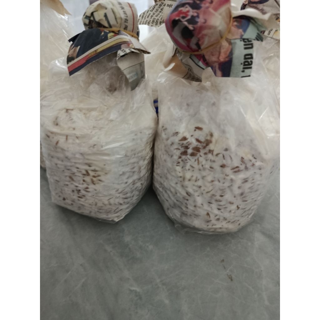 Túi giống nấm sò trắng ( bịch meo 500gram)