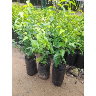 (combo 2 cây)Hồng Quân còn gọi là Bồ Quân,cao từ 35_40cm,Bầu ươm cao 11cm,đường kính bầu 9cm, được chọn lựa tại vườn