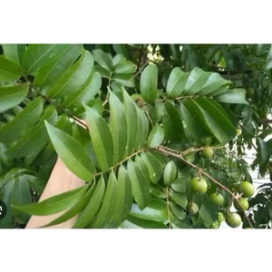 SHIP HOẢ TỐC nhận hàng ngay 1kg Lá sấu tươi đảm bảo tươi ngon, lá tươi trên cây khách đặt mới hái ( khách đặt với hái)
