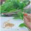 SHIP HOẢ TỐC nhận hàng ngay 1kg Lá sấu tươi đảm bảo tươi ngon, lá tươi trên cây khách đặt mới hái ( khách đặt với hái)