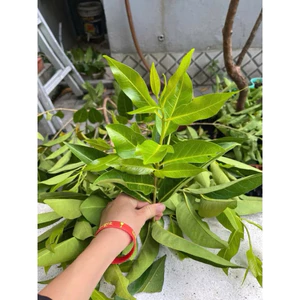 SHIP HOẢ TỐC (AP) 1kgLÁ VỐI - Nhà trồng tự nhiên - Có đơn mới hái - Organic (Hữu cơ) hàng tươi ngon