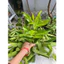 SHIP HOẢ TỐC (AP) 1kgLÁ VỐI - Nhà trồng tự nhiên - Có đơn mới hái - Organic (Hữu cơ) hàng tươi ngon