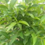 SHIP HOẢ TỐC (AP) 1kgLÁ VỐI - Nhà trồng tự nhiên - Có đơn mới hái - Organic (Hữu cơ) hàng tươi ngon