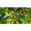 SHIP HOẢ TỐC (AP) 1kgLÁ VỐI - Nhà trồng tự nhiên - Có đơn mới hái - Organic (Hữu cơ) hàng tươi ngon