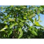 SHIP HOẢ TỐC (AP) 1kgLÁ VỐI - Nhà trồng tự nhiên - Có đơn mới hái - Organic (Hữu cơ) hàng tươi ngon