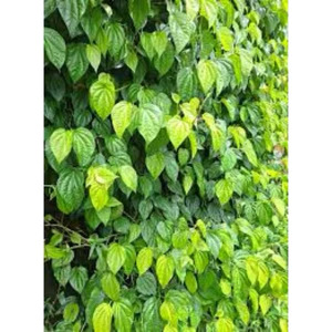 SHIP HOẢ TỐC nhận hàng trong ngày 1kg Lá trầu không tươi ttươii nhà trồng khách đặt mới hái