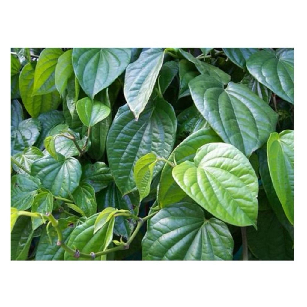 SHIP HOẢ TỐC nhận hàng trong ngày 1kg Lá trầu không tươi ttươii nhà trồng khách đặt mới hái