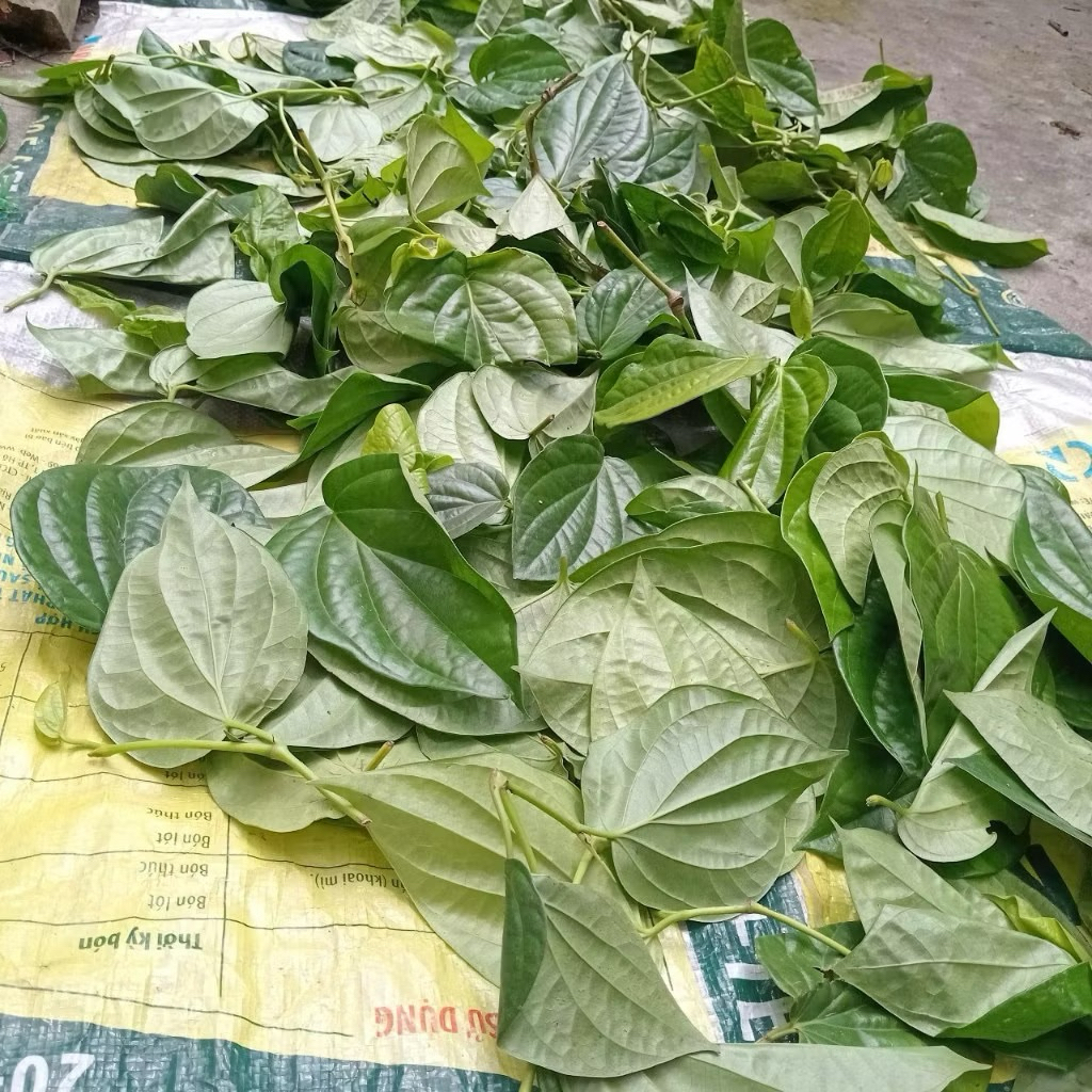 SHIP HOẢ TỐC nhận hàng trong ngày 1kg Lá trầu không tươi ttươii nhà trồng khách đặt mới hái