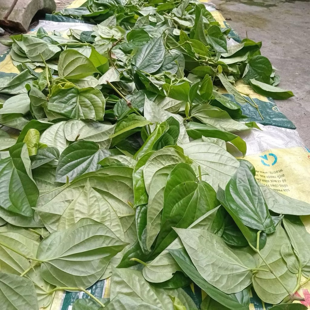 SHIP HOẢ TỐC nhận hàng trong ngày 1kg Lá trầu không tươi ttươii nhà trồng khách đặt mới hái