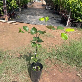 (New) Cây Giống Táo Vua Tuyết 16 KimBioFarm - Giòn Ngọt, Sai Trái, Dễ Trồng, Nhanh Cho Quả, Quả To