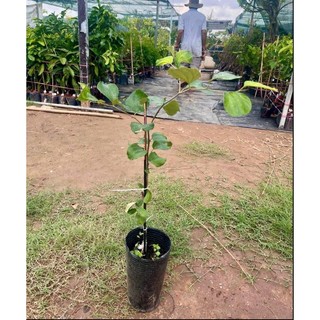 (New) Cây Giống Táo Vua Tuyết 16 KimBioFarm - Giòn Ngọt, Sai Trái, Dễ Trồng, Nhanh Cho Quả, Quả To