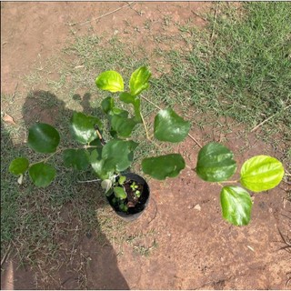 (New) Cây Giống Táo Vua Tuyết 16 KimBioFarm - Giòn Ngọt, Sai Trái, Dễ Trồng, Nhanh Cho Quả, Quả To