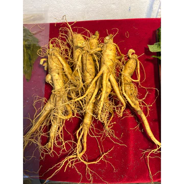 20 củ/1kg Sâm Hàn Quốc - Nhân Sâm Tươi ngâm mật ong, ngâm tửu, hầm gà, pha nước uống bổ dưỡng