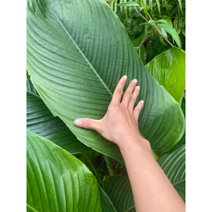 👉Lá dong tươi 100 lá dùng gói,xôi ,bánh chưng loại đẹp